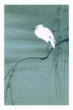 Egret on Branch
