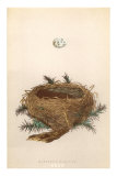 Dartford Warbler Egg and Nest