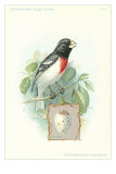 Rose-Breasted Grosbeak and Egg