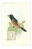 Orchard Oriole and Egg
