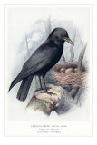 Carrion Crow with Nest