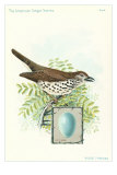 Wood Thrush and Egg