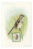 Song Sparrow with Egg