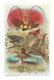 Birds of Paradise from New Guinea