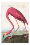 Flamingos