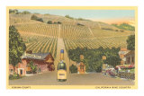 Sonoma County Vineyards, California