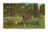 Buy Deer at Yosemite at AllPosters.com
