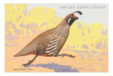 California Quail, San Luis Obispo County
