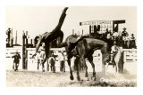 Calgary Stampede Rodeo