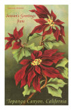 Vintage Poinsettias