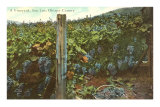 Vineyard, San Luis Obispo County