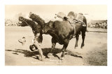 Bull Throwing Rodeo Rider