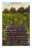 Grape Harvest, Los Olivos