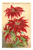 Ventura, the Poinsettia Capital
