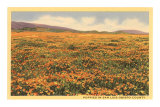 Poppies in San Luis Obispo