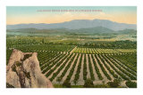 California Orange Grove