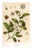 Botanical Image of Tea Plant