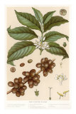 Buy Botanical Drawing of Coffee Plant at AllPosters.com