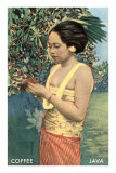 Javanese Girl Picking Coffee