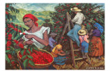 Coffee Harvest