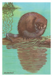 Muskrat