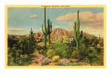 Camelback Mountain, Saguaros, Arizona