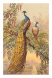 Buy Peacock and Peahen, Illustration at AllPosters.com