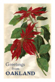 Greetings from Oakland, California, Poinsettias