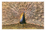 Peacock in Display