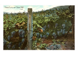 Vines Love an Open Hill, Vineyard