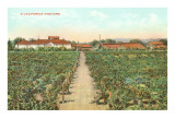 A California Vineyard