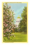Buy State Capitol, Sacramento, California at AllPosters.com