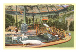 Buy Bird Park with White Peacocks, Catalina at AllPosters.com