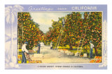 Greetings from California, Orange Grove