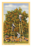 Picking Oranges in Florida