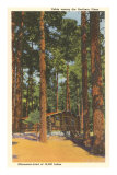 Cabin in Northern Pines, Minnesota