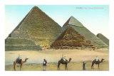 Giza Pyramids, Camels, Egypt
