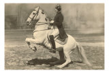 Lipizzaner