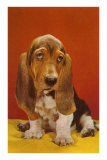 Bassett Hound