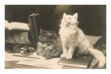 The Bookkeepers, Cats on Desk