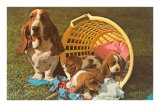 Bassett Hound Family in Laundry Basket