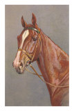 Brown Horse