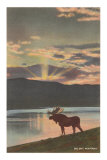 Elk at Sunset, Big Sky, Montana
