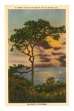 A Torrey Pine, San Diego, California