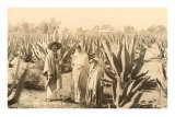 Buy Natives on Maguey Plantation, Mexico at AllPosters.com