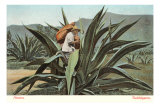 Man Harvesting Maguey Juice for Tequila, Mexico