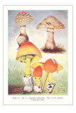 Buy Various Mushrooms at AllPosters.com