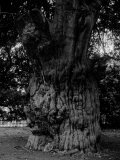 Gnarled Tree