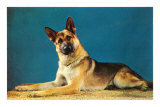 German Shepard, Retro