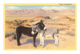 Desert Sweethearts, Nuzzling Burros